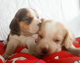 Título do anúncio: Beagle Mini Com ou Sem Pedigree - Lindos e Carinhosos