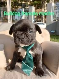Título do anúncio: Bulldog francês macho vacinado 