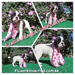 Título do anúncio: Fêmea de Bulldog francês linda!