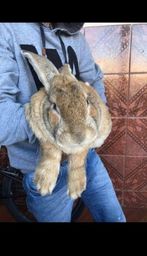 Título do anúncio: Vendo filhotes de coelhos Flandres (gigante)