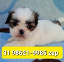 Título do anúncio: Canil Filhotes Cães Top em BH Lhasa Poodle Maltês Basset Beagle Shihtzu Yorkshire 