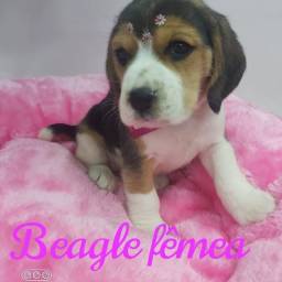 Título do anúncio: Temos Beagle filhotes tricolor disponíveis