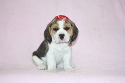 Título do anúncio: Não perca, lindos filhotes de beagle pronta entrega