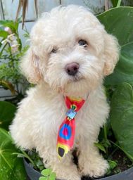 Título do anúncio: Poodle toy macho com pedigree a pronta entrega 3 meses