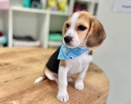 Título do anúncio: Beagle filhotinho tricolor!!!!
