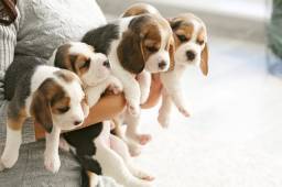 Título do anúncio: Lindos filhotes Beagle microchipados!!
