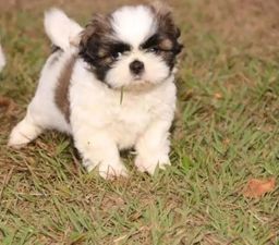 Companheiro para o Natal shih Tzu