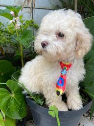 Título do anúncio: Machinho Poodle toy com pedigree disponível 