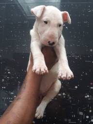Título do anúncio: Bull Terrier Inglês pirata/fulvo/tricolor/white e black brindle, machos e fêmeas!