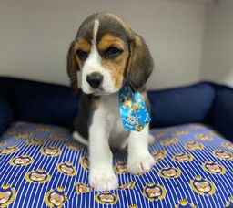 Título do anúncio: Beagle filhote a pronta entrega!!