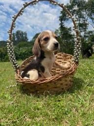 Título do anúncio: beagle baby