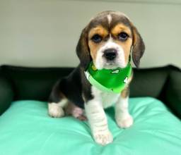 Título do anúncio: Lindo filhotinho Beagle!!