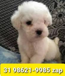 Título do anúncio: Canil Filhotes Cães Incríveis BH Poodle Basset Lhasa Shihtzu Beagle Yorkshire Maltês 