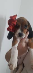 Título do anúncio: Beagle Filhote Fêmea com Vacina Importada e Vermifugada 