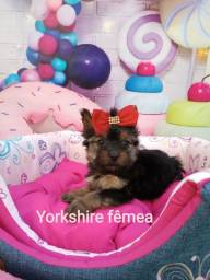 Título do anúncio: Yorkshire fêmea filhote disponível 