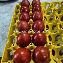https://img.olx.com.br/thumbs256x256/10/108564151439256.jpg