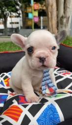 Título do anúncio: Bulldog francês filhotes maravilhosos confira 