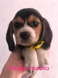 Título do anúncio: beagle fêmea