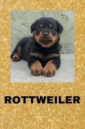 Título do anúncio: Rottweiler a pronta entrega 