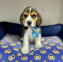 Título do anúncio: Beagle filhote microchipado!!