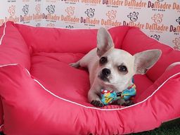 Título do anúncio: Chihuahua Filhotinhos em 10x sem juros!