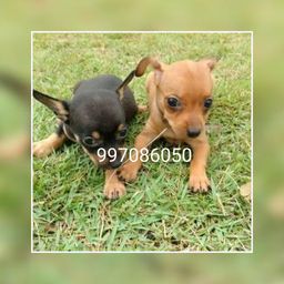 Pinscher machos e fêmeas 31997086050