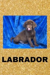 Título do anúncio: Labrador a pronta entrega 