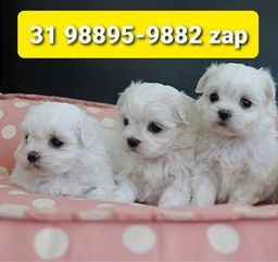 Título do anúncio: Canil Premium Filhotes Cães BH Maltês Lhasa Basset Beagle Yorkshire Shihtzu Bulldog 