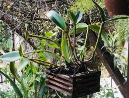 Título do anúncio: Lindas orquídeas já plantaras no cachepô 