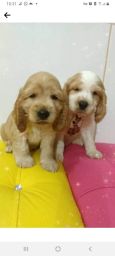 https://img.olx.com.br/thumbs256x256/11/111520523609171.jpg