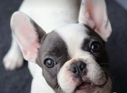 Título do anúncio: Lindo bulldog francês a pronta entrega