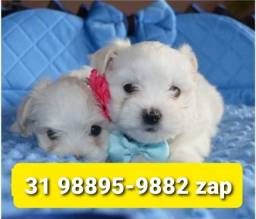 Título do anúncio: Cães Perfeitos Filhotes em BH Maltês Lhasa Basset Poodle Beagle Yorkshire Shihtzu 