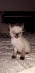 Título do anúncio: Vendo gatinho siames nasceu dia 28 de novembro 