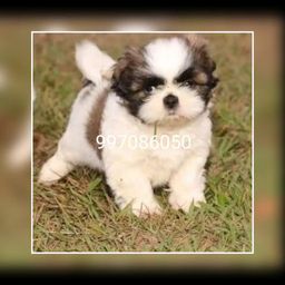 Shih tzu verdadeiro ursinho 31997086050