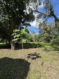 https://img.olx.com.br/thumbs256x256/11/113561282326269.jpg