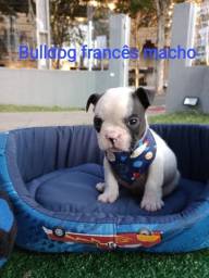 Título do anúncio: Bulldog francês lindos 