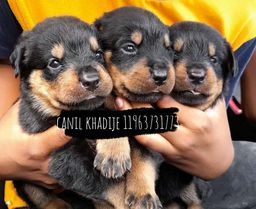 Título do anúncio: <br>Rottweiler, venha conferir Canil Khadije 11 9.6.3.7.3-1.7.73