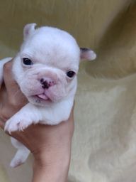 Título do anúncio: Vendo filhote micro Bulldog francês fêmea