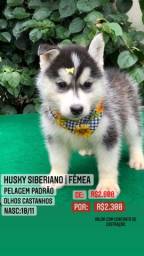 Título do anúncio: Lindos Filhotes De Husky Siberiano 