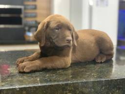 Título do anúncio: Labrador com pedigree e micro chip em até 12x