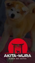 Título do anúncio: Akita Inu com pedigree e microchip