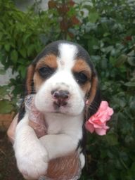 Título do anúncio: Beagle com pedigree e microchip em até 12x