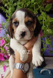 Título do anúncio: Filhotes de beagle ótimo padrão com recibo de compra e venda