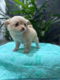 Título do anúncio: Chihuahua o menor cão do mundo  *