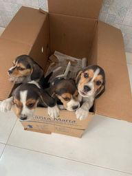 Título do anúncio: Beagle com procedência  e garantias, em loja !!<br><br><br>