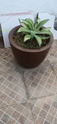 https://img.olx.com.br/thumbs256x256/11/117583640875727.jpg