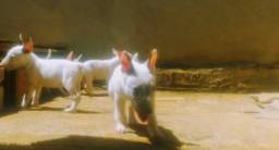 Título do anúncio: Bull Terrier 12 x sem juros 