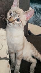 Título do anúncio: Gato para adoção 