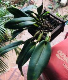 Título do anúncio: Orquídea grande já está plantado no cachepô 