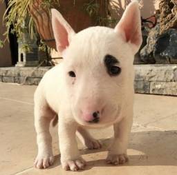Título do anúncio: Bull Terrier filhote disponível.